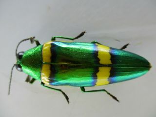 48659 Buprestidae,  Chrysochroa sp?.  Vietnam South 2