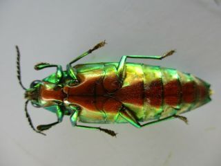48659 Buprestidae,  Chrysochroa sp?.  Vietnam South 3