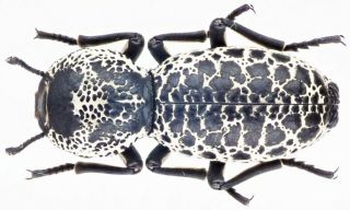 Insect - Tenebrionidae Zopherus Haldemanni - Mexico - Male 20mm.
