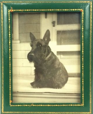 Scottie Dog Leather Photo Frame