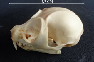 Taxidermy: Kokanng Skull (javan Kukang)