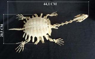 Taxidermy: Amyda Cartilaginea Skeleton (bulus)