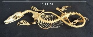 Taxidermy: Baby Varanus Sp Skeleton