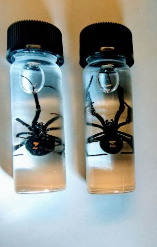 Custom Order (2) Black Widow Spiders Preserved In Glass Vials Real Venomous Sp