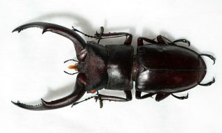 Lucanidae Beetle Hexarthrius Melchioritis 75mm A1