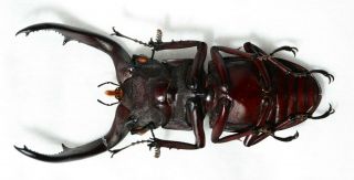 Lucanidae beetle Hexarthrius melchioritis 75mm A1 2