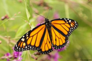 12 Monarch Butterflies Chrysalis Real Live Monarch Chrysalis Raise Your Own