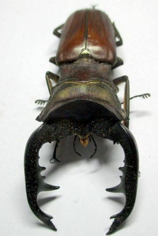 H007 Lucanidae: Cyclommatus Alagari Male 66mm