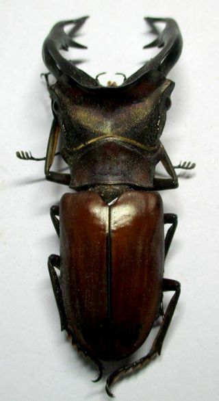 h007 Lucanidae: Cyclommatus alagari male 66mm 4