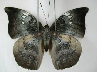 N12322.  Unmounted Butterflies: Nymphalidae Sp.  South Vietnam.