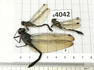 K4042 Unmounted Beetle Odonata Dragonfly Damselfy Vietnam Central