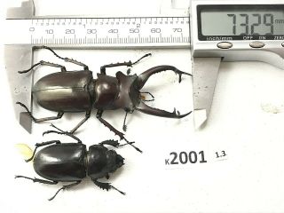K2001 Unmounted Beetle Lucanus Dongi Rare Vietnam Central