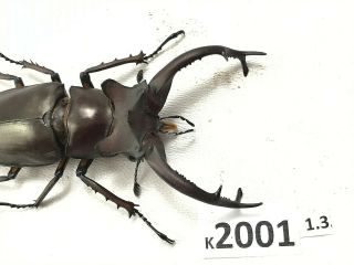 K2001 Unmounted beetle lucanus DONGI rare Vietnam CENTRAL 2
