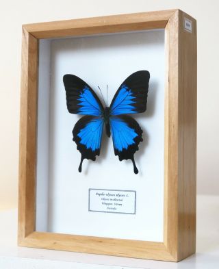 Real Deep Blue Australian Swallowtail Butterfly Papilio Ulysses Framed
