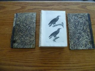 157 Engravings - Birds - Mammals - Monkeys - Seals - 1817 - Le Conte De Lacepede - Laid Paper