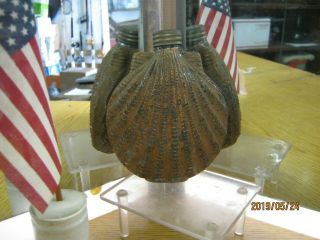 Awesome 1/2 Pint Scallop Shell Figural Purse Whiskey Flask With Cap