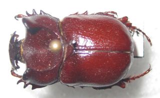 Dynastidae Phyllognatus Orion Male A1 (niger) Now Rare