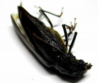 001 Cerambycidae: Prioninae: Toxeutes Negrosianus Female 33mm