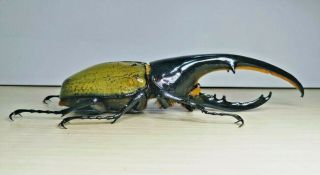 Dynastidae - Dynastes H.  Hercules 147.  5mm (macho) –guadalupe