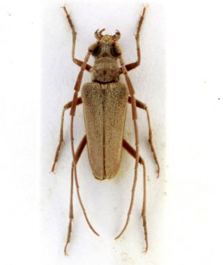 Coleoptera Beetles Cerambycidae Apatophysis Barbara M