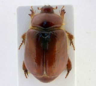 Coleoptera Beetles Dynastidae Calicnemis Sardiniensis F