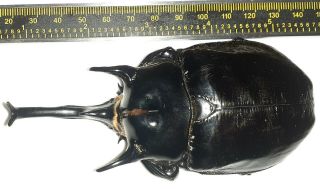 Scarabaeidae/dynastinae Megasoma Mars 118 Mm From Iquitos Peru