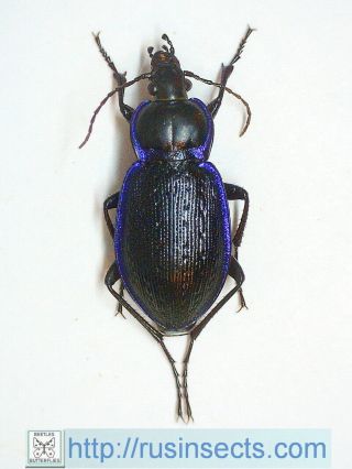Carabidae,  Carabinae,  Carabus Carabus (carabus) Serratus Usa (pennsylvania)