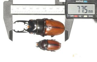 Lucanidae Prosopocoilus Lafertei 77.  5mm Vanuatu Stag Beetle