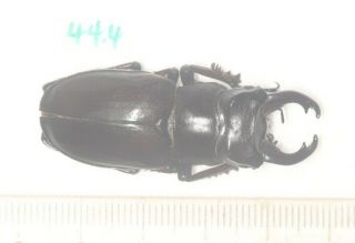 Lucanidae Lucanus Imitator Tibet 44.  4mm