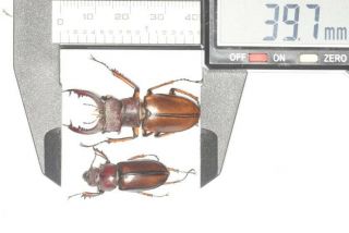 Lucanidae Lucanus Delavayi 39.  7mm P S.  Sichuan
