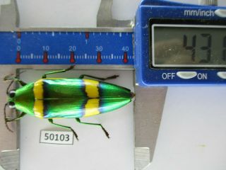 50103 Buprestidae,  Chrysochroa Sp?.  Vietnam South