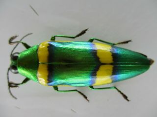 50103 Buprestidae,  Chrysochroa sp?.  Vietnam South 2
