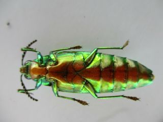 50103 Buprestidae,  Chrysochroa sp?.  Vietnam South 3
