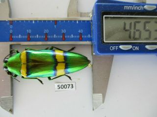 50073 Buprestidae,  Chrysochroa Sp?.  Vietnam South