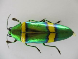 50073 Buprestidae,  Chrysochroa sp?.  Vietnam South 2
