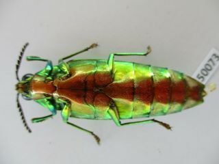 50073 Buprestidae,  Chrysochroa sp?.  Vietnam South 3