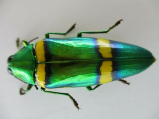 50068 Buprestidae,  Chrysochroa sp?.  Vietnam South 2