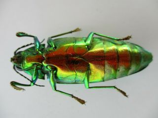 50068 Buprestidae,  Chrysochroa sp?.  Vietnam South 3