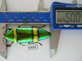 50035 Buprestidae,  Chrysochroa Sp?.  Vietnam South.  A2