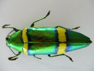 50035 Buprestidae,  Chrysochroa sp?.  Vietnam South.  A2 2
