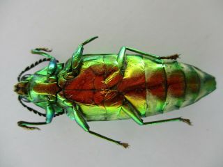 50035 Buprestidae,  Chrysochroa sp?.  Vietnam South.  A2 3