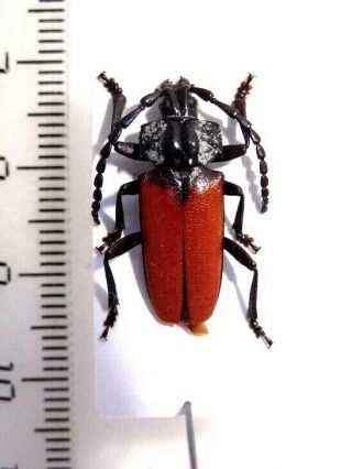 Cerambycidae Prioninae Solenoptera Dominicensis.  Dominican Rep.  20 Mm.  Rare