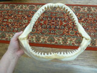 (sj01 - 19 - 2) 14 " Common Blacktip Black Tip Shark A Grade Jaw Sharks Jaws Teeth