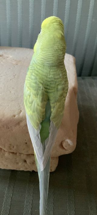 Taxidermy Budgie Parakeet Parrot Unmounted Bird 4