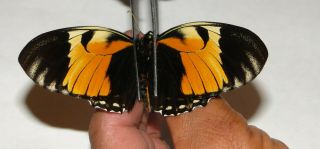 Rare Papilio Bachus Ab.  Clairus.  A1/a -.  Unmounted.  Peru