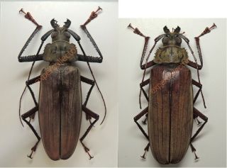Cerambycidae - Xixuthrus Microcerus Sundaorientis Sp M87mm F80mm Palawan Kh567