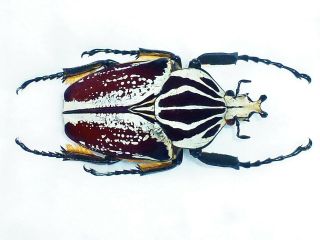 Goliathus Albovariegatus Male Big 74mm,  Form And Color Cameroon