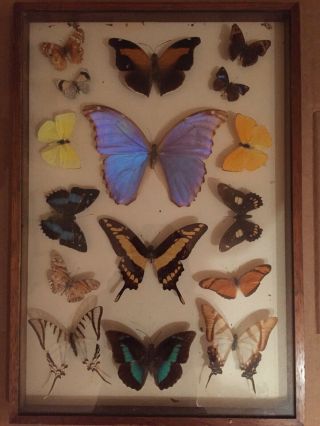 Vintage Butterfly Taxidermy Specimen Display Box