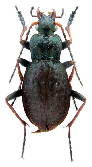 Insect.  Carabidae.  Carabus (orinocarabus) Linnaei Hoverlaensis N.  Ssp.  Paratype
