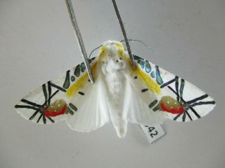 M8942.  Unmounted Butterflies: Small Moth Sp.  South Vietnam.